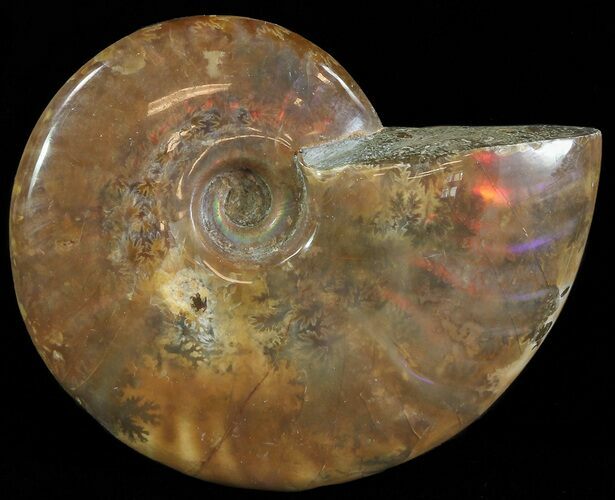 Flashy Red Iridescent Ammonite - Wide #66650